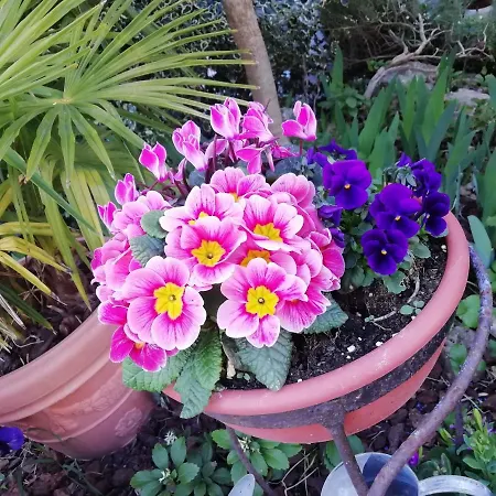 San Valerio * Occimiano