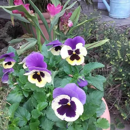 Panzió San Valerio Occimiano